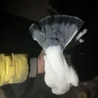 کبوتر توهلو|پرنده|آذرشهر, |دیوار