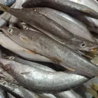 ماهی  شوریده دریا