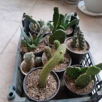 گل طبیعی|گل و گیاه طبیعی|بروجرد, |دیوار