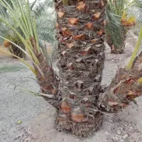 فاروش پاجوش ازآبادان خ و زس ت ان|خدمات باغبانی و درختکاری|برازجان, |دیوار