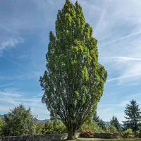 نهالستان معتبر ما انتخاب اول باغداران حرفه ای|خدمات باغبانی و درختکاری|کرمانشاه, |دیوار