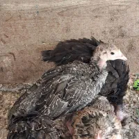 بوقولمون