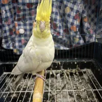 طوطی عروس هلندی جفت|پرنده|آمل, |دیوار