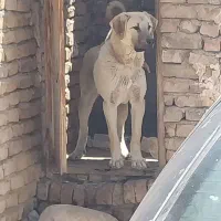 سگ سرابی
