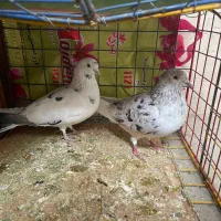 کبوتر پرشی|پرنده|نوشین شهر, |دیوار