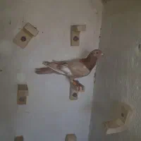 کفتر گرفتنی