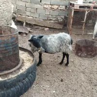 فروش میش رومانوف