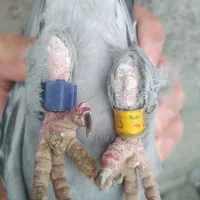 یک عدد پلاکی