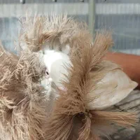 کبوتر زینتی تزئینی شامپیون|پرنده|اصفهان, سرشبادران|دیوار