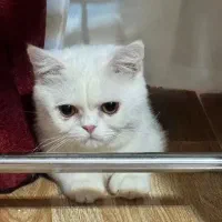 گربه بریتیش ، شورت هیر، نر، کاملا سفید