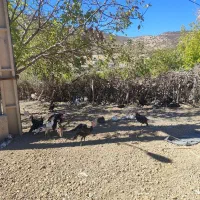 بوقلمون نورآباد|حیوانات مزرعه|نورآباد, |دیوار