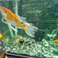 آکواریوم ماهیران|ماهی|اصفهان, شهرک صنعتی امیرکبیر (شاپور جدید)|دیوار