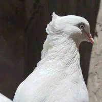 سه عدد نر اراکی