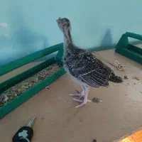 جوجه بوقلمون|حیوانات مزرعه|همدان, |دیوار