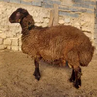 بره قوچ همو