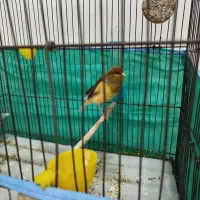 قناری نر ابلغ شلاقی خون