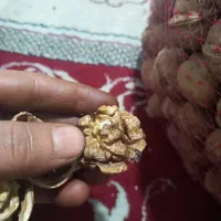 گردو تازه  خوش طعم درجه یک  سپیدان|خوردنی و آشامیدنی|شیراز, بازار|دیوار