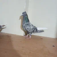 گلی دم سفید