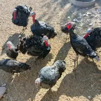 بوقلمون|حیوانات مزرعه|مرودشت, محمد آباد|دیوار