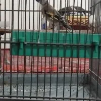 جوجه سهره میخوام