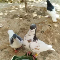 یال قهوه ای گل زرد نر هوایی و بدرنگ سوسنی نر|پرنده|شیراز, شریف‌آباد|دیوار