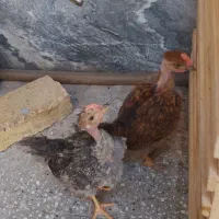 ۲ عدد جوجه گردن دراز اصیل