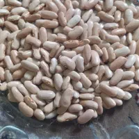 پاچ باقلا محلی تازه خشک شده درشت مخصوص کاشت|خوردنی و آشامیدنی|بندر انزلی, طالب آباد|دیوار
