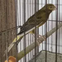 قناری نر و ماده مست اماده جفت|پرنده|رشت, منظریه|دیوار