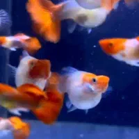 ۱۰نژاد ماهی رنگین کمان رسید