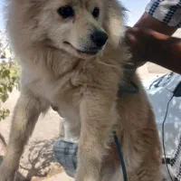سگ‌پامر ماده