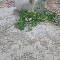 خرگوش ۲ماهه|موش و خرگوش|بندرعباس, |دیوار