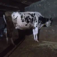 تلیسه آبستن گاوشیری