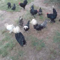 تخم مرغ نطفه دار