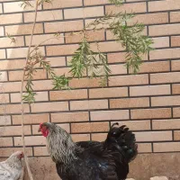 خروس برهما جوان
