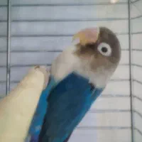 طوطی برزیلی ماده