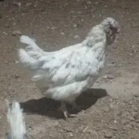 مرغ گلین ریش کاکل مامونیه