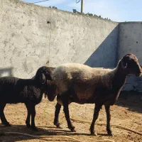 فروش گوسفند های بره دار و ابستن و نر طوقلی|حیوانات مزرعه|سیجوال, |دیوار