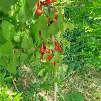 نهالستان نهال گل رضائی کرمانشاه