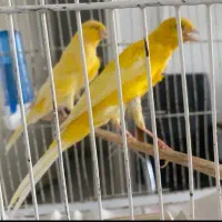 ۱۰ تا قناری رسمی یکجا ۵۰ تومان