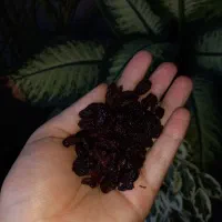 زغال اخته خشک بدون هسته|خوردنی و آشامیدنی|فردیس, شهرک ۱۱۰|دیوار