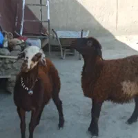 فروش 3عدد بره یک ساله دوتا شک یک نر|حیوانات مزرعه|سیلاخور, |دیوار