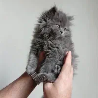 بریتیش لانگ هیر