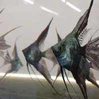 ماهی آنجل ،انواع نژاد خرده و عمده