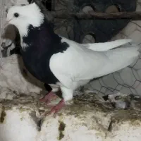 طوقی و تهرانی معاوضه (سهره )