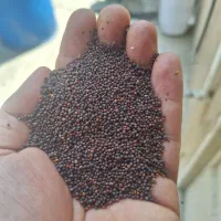 بذر شلغم دورنگی