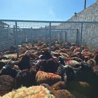 فروش بره گوسفند با هر وزن موجود میباشد