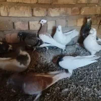 کبوتر|پرنده|اسفرورین, |دیوار