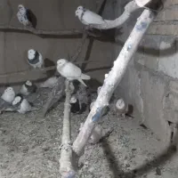 یه گل کبوتر طوقی مایدم دم سیاه