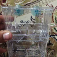 زایشگاه ماهی گوپی|ماهی|گرگان, |دیوار