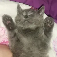 دختر خوشگل اسکاتیش|گربه|گنبد کاووس, |دیوار